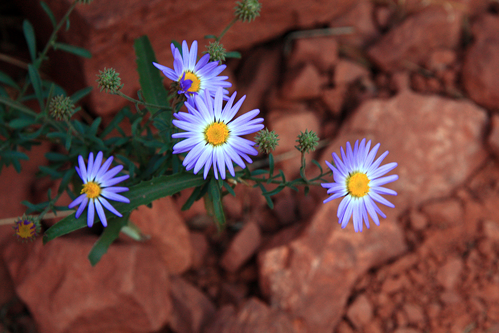 Fay Canyon