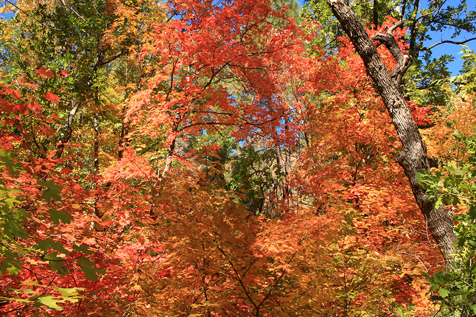 West Fork Hike