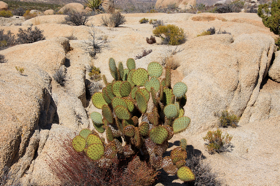 Arch Rock Trail