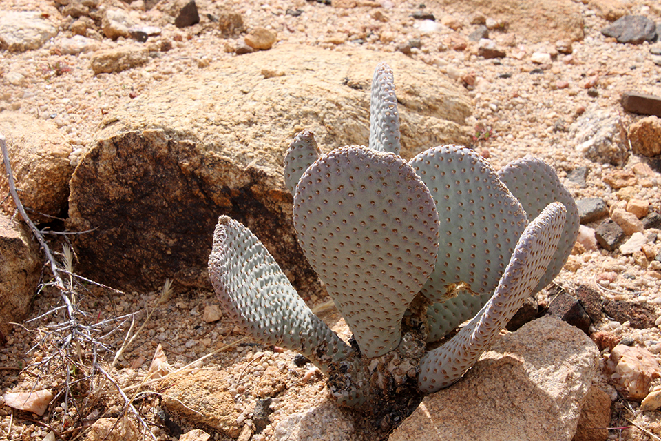 Desert People