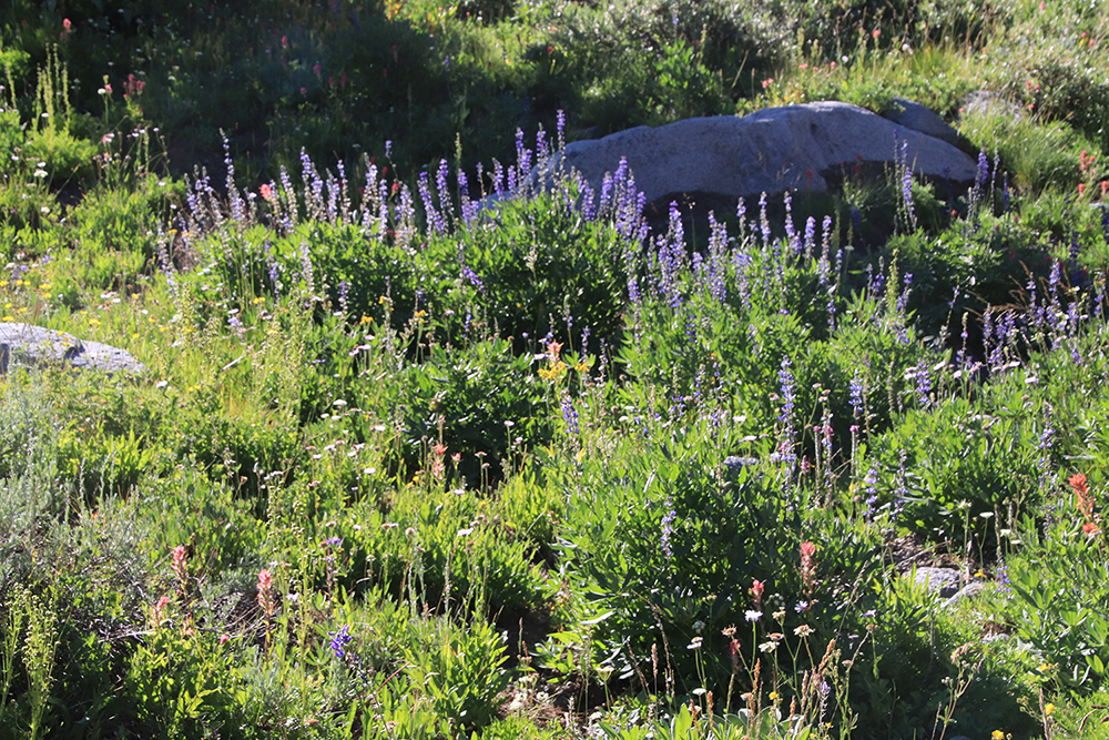 Wild Flowers