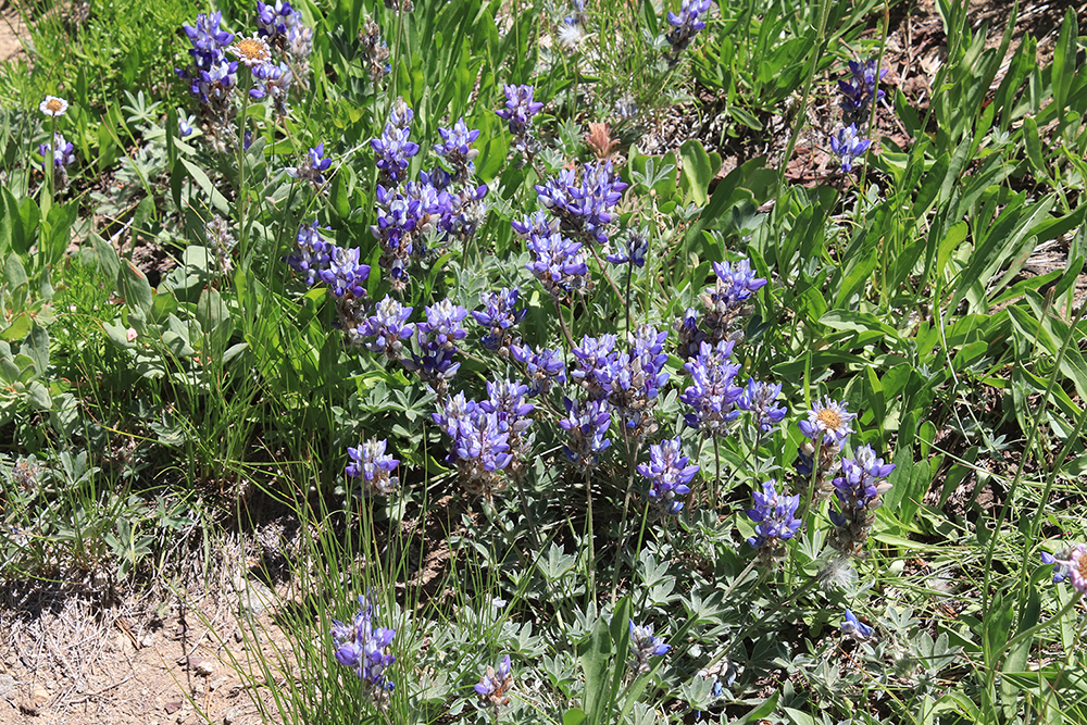 Wild Flowers