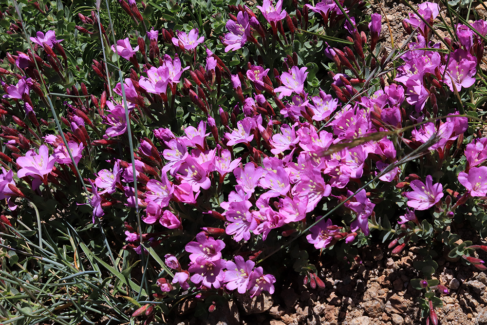 Wild Flowers