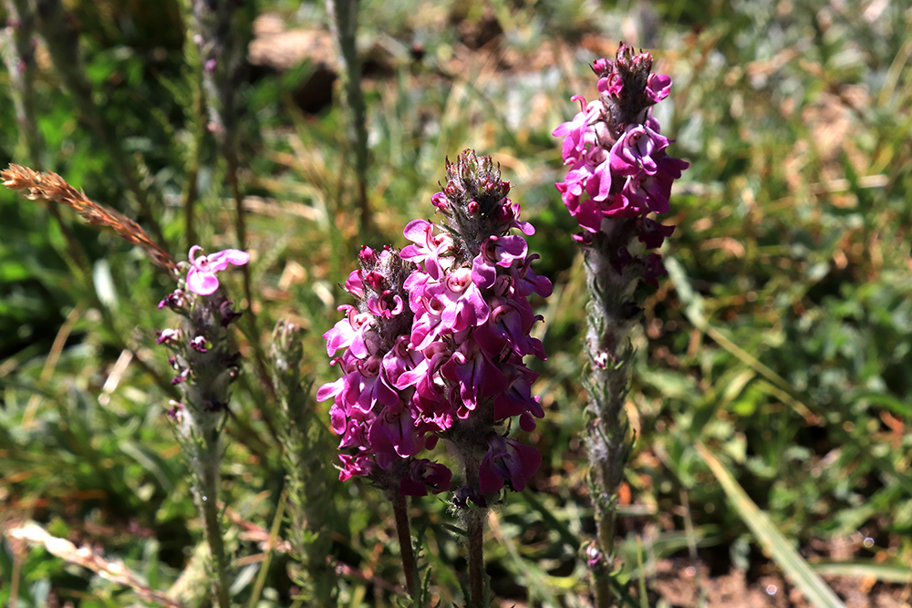 Wild Flowers