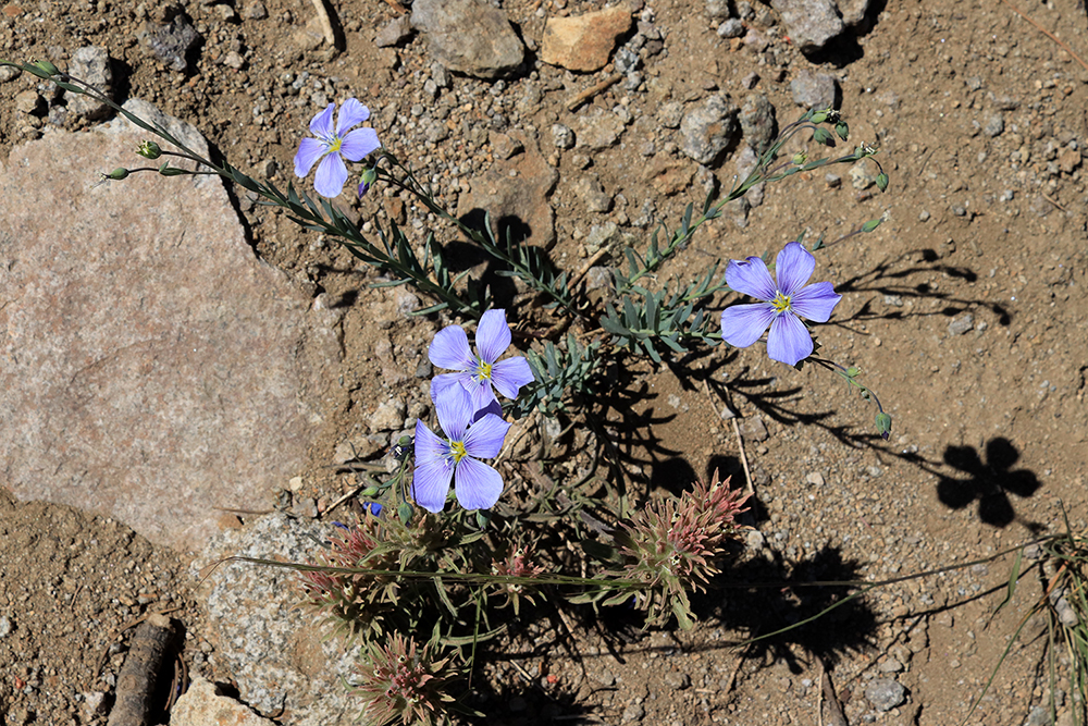 Wild Flowers