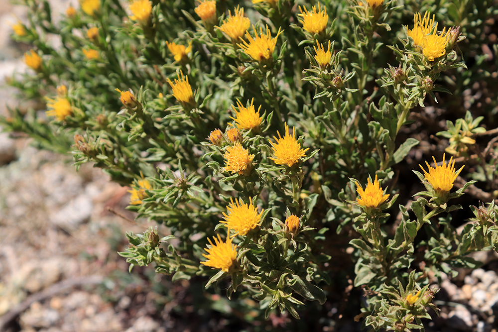 Wild Flowers