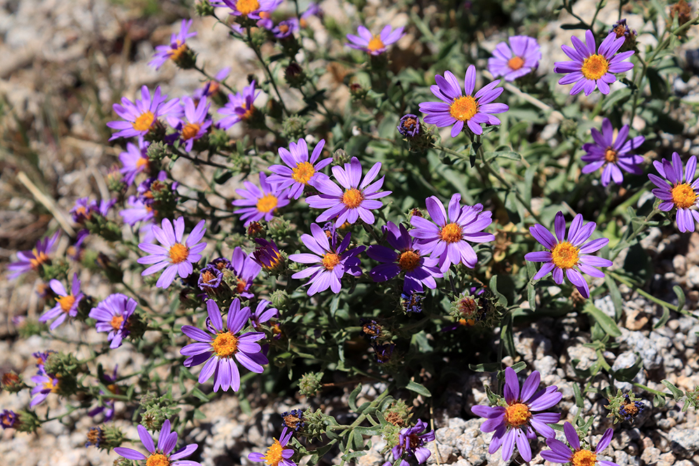 Wild Flowers