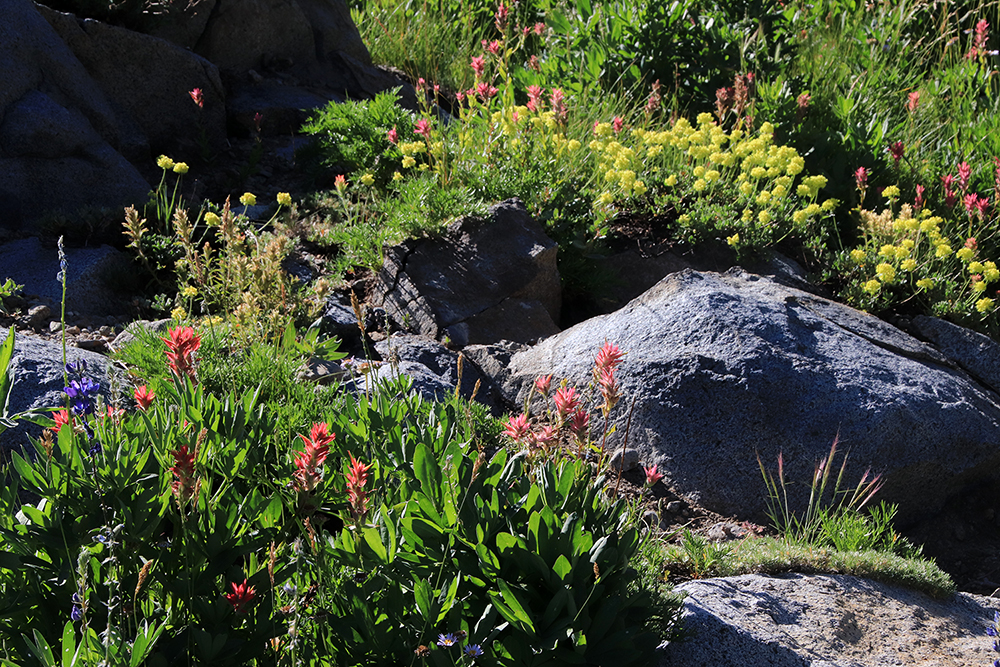 Wild Flowers