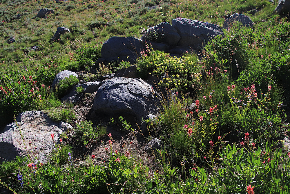 Wild Flowers