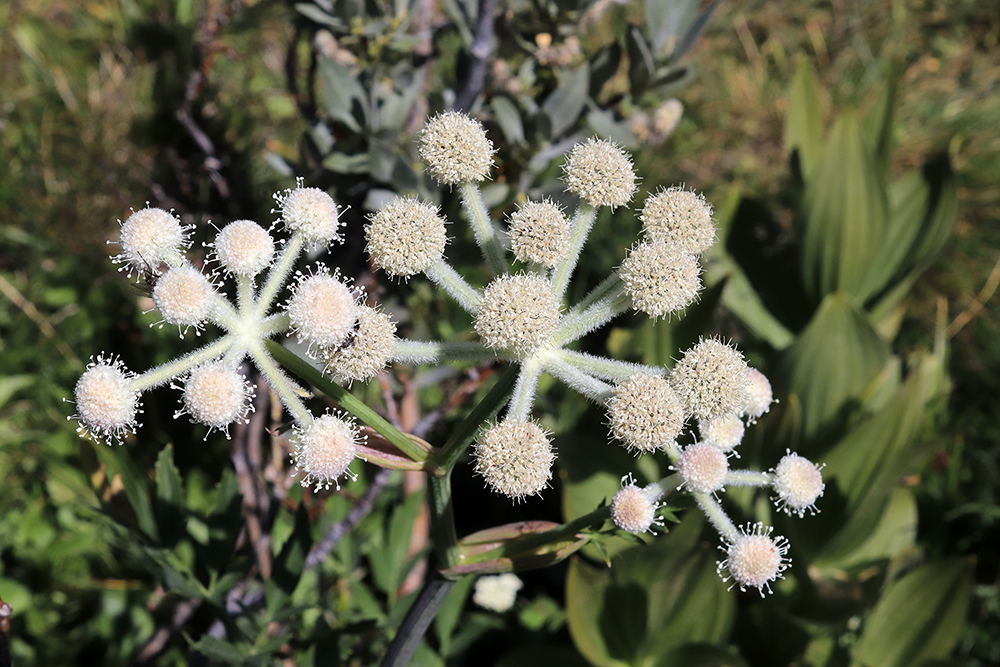 Wild Flowers