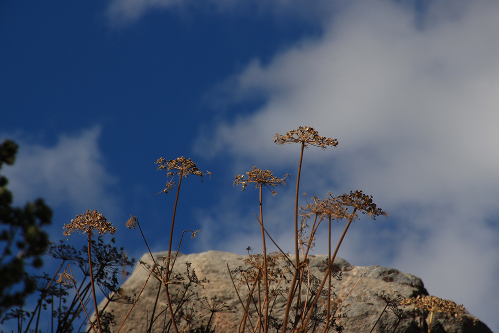 Wild Flowers