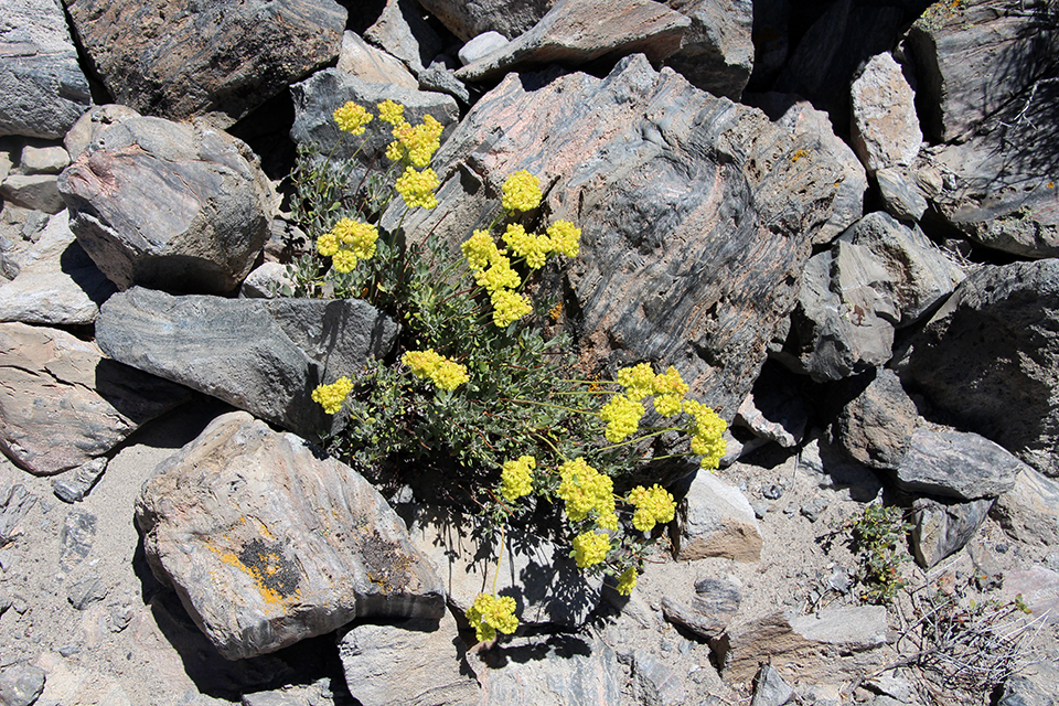 Panum Crater Trail