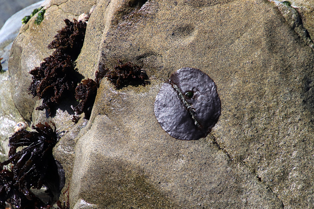 Pebble Beach