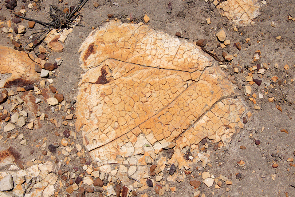 Point Arena Rock Art