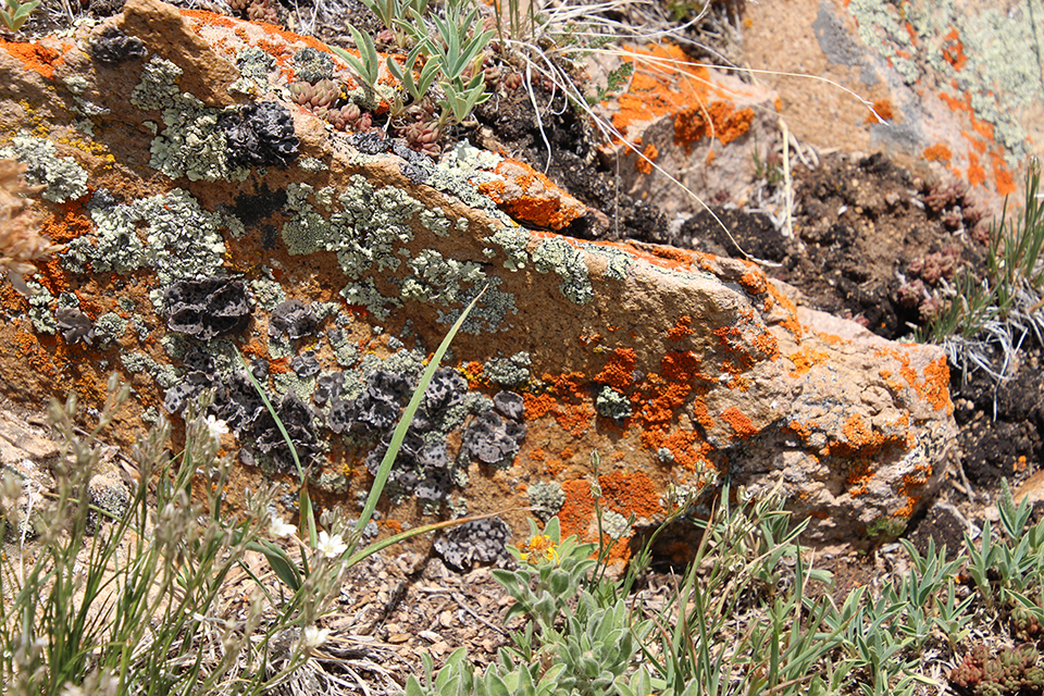 Black Powder Pass Trail Photo