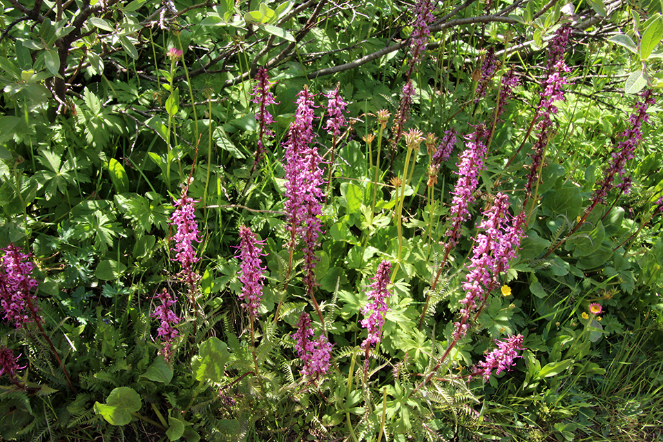 Shrine Ridge Trail Photo