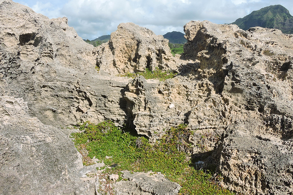 Mahaulepu Beach Trail