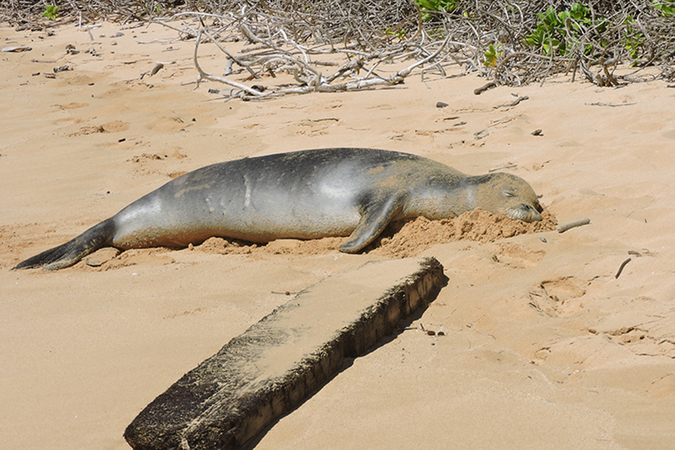 Mahaulepu Beach Trail