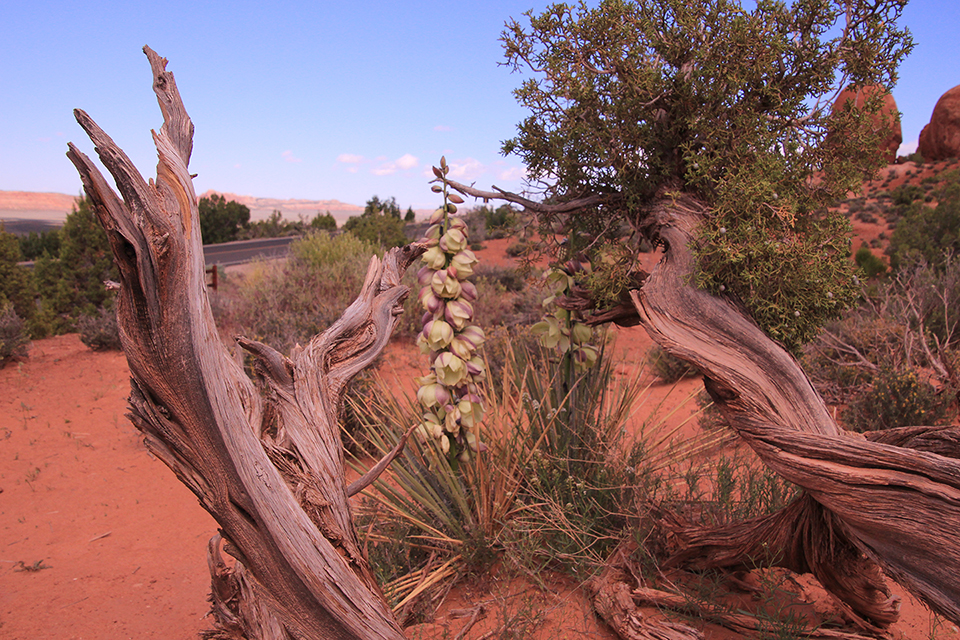 Skyline Arch