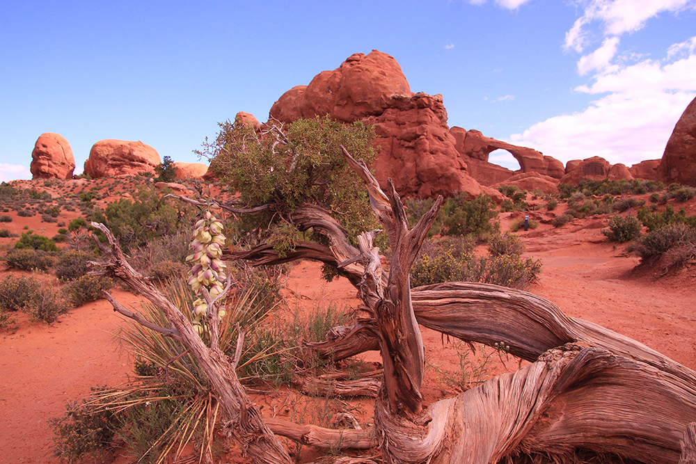 Skyline Arch