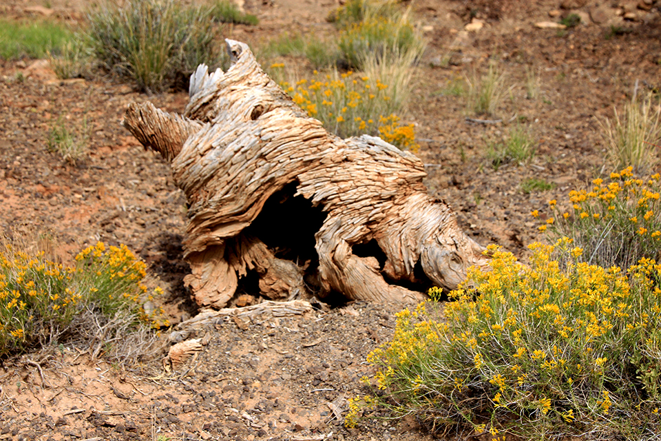 Chimney Rock at Capitol Reef