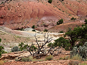 Chimney Rocks Trail