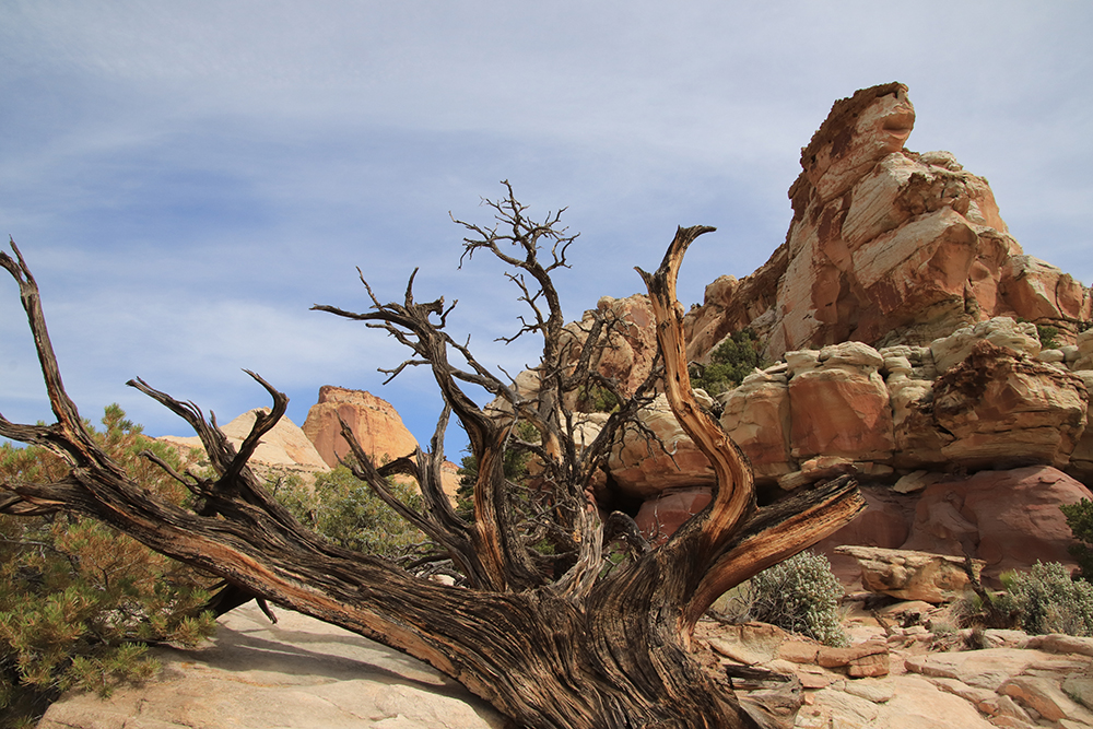 Golden Throne Trail