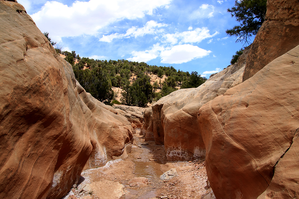 Willis Creek