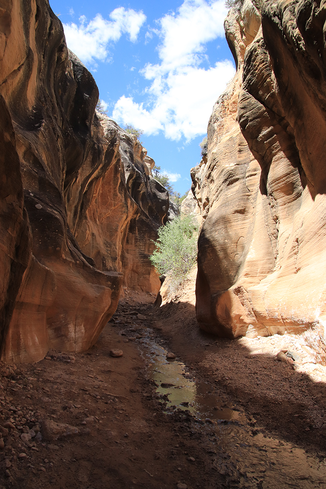 Willis Creek