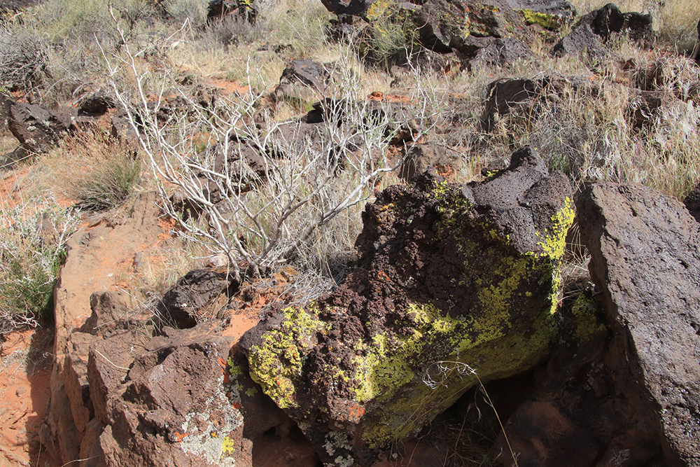 Petrified Dunes