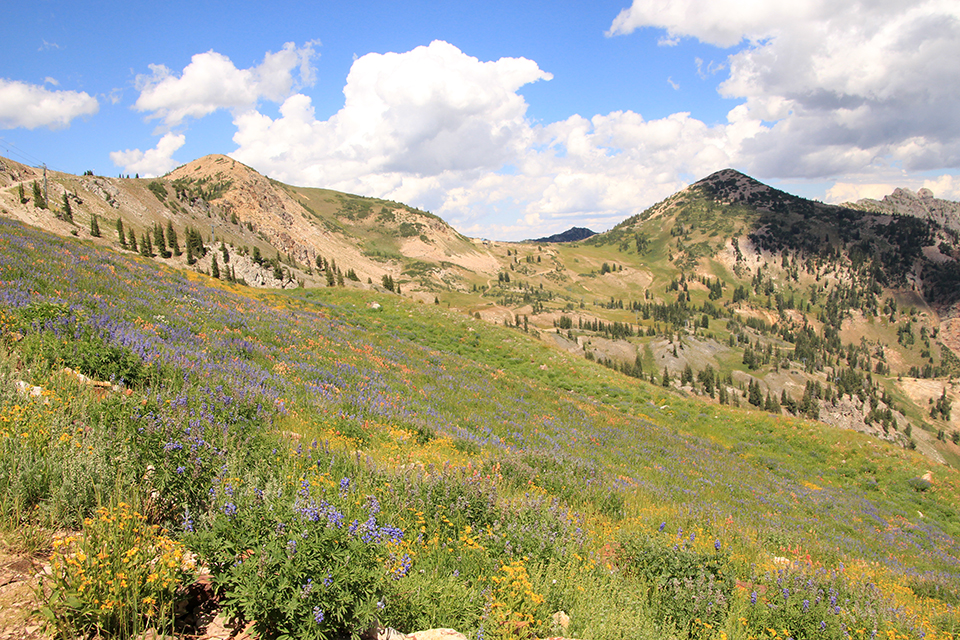 Mineral Basin