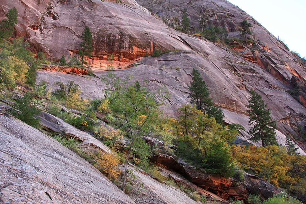 Observation Point Trail