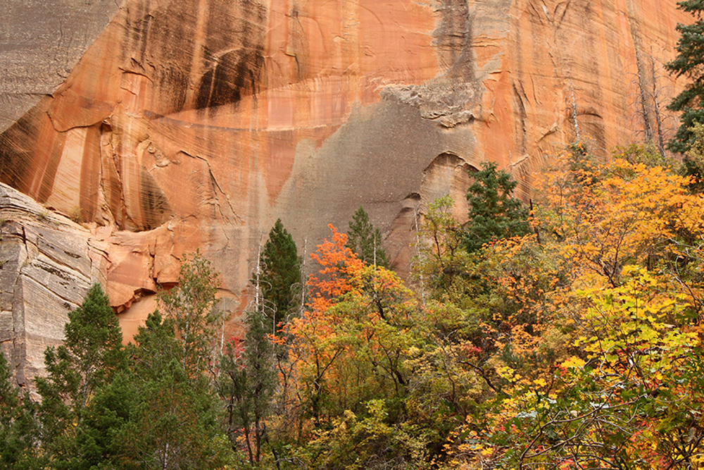 Observation Point Trail