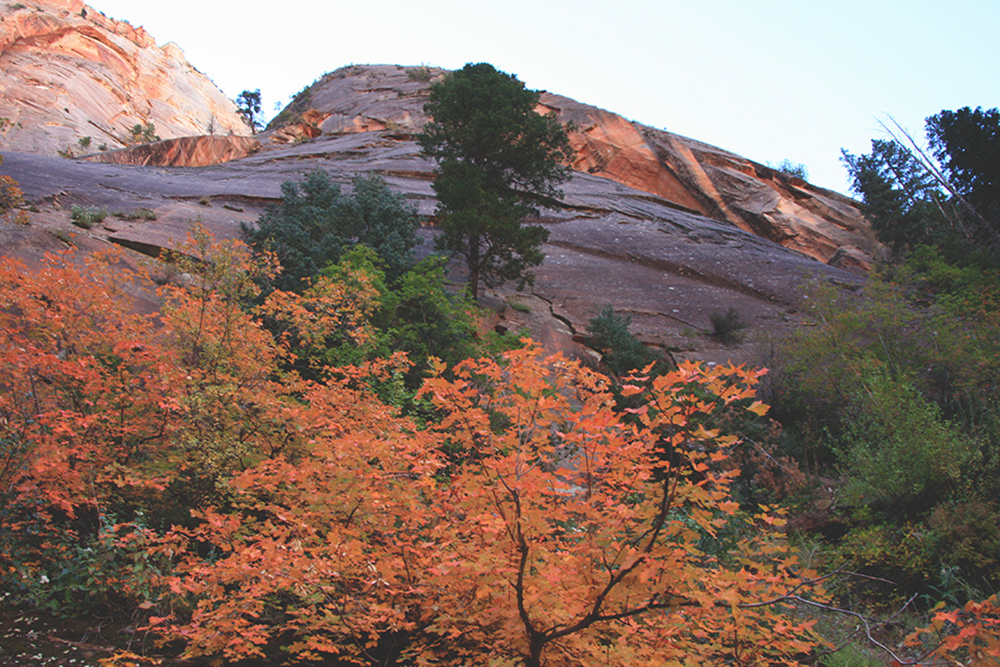 Observation Point Trail